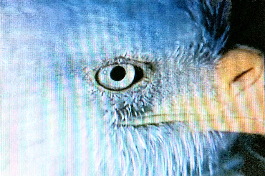 Bald Eagle Photograph - I See You by Beverly Johnson Bald Eagle Photograph - I See You by Beverly Johnson
