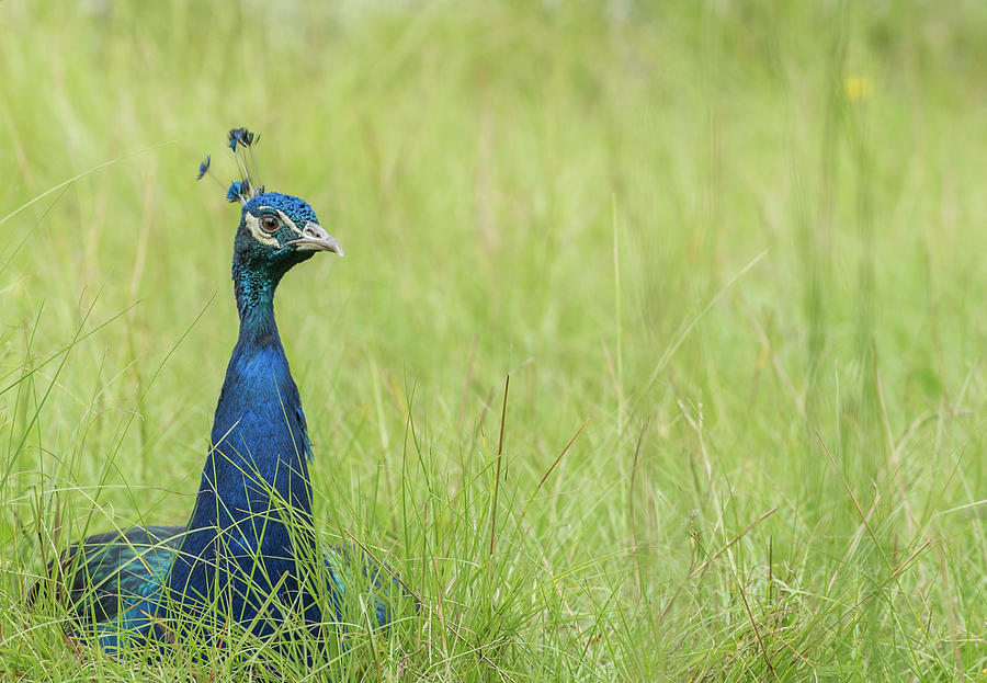 Looking Over the Grass by Serena Vachon Looking Over the Grass by Serena Vachon