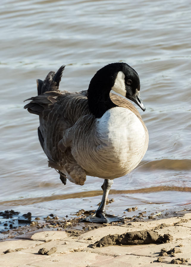 Canada Goose Looking Pretty  Photograph by Holden The Moment