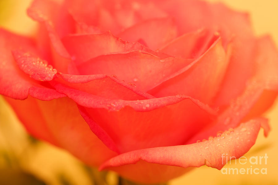 Rose Photograph - Looking Pretty by Lisa Knauff