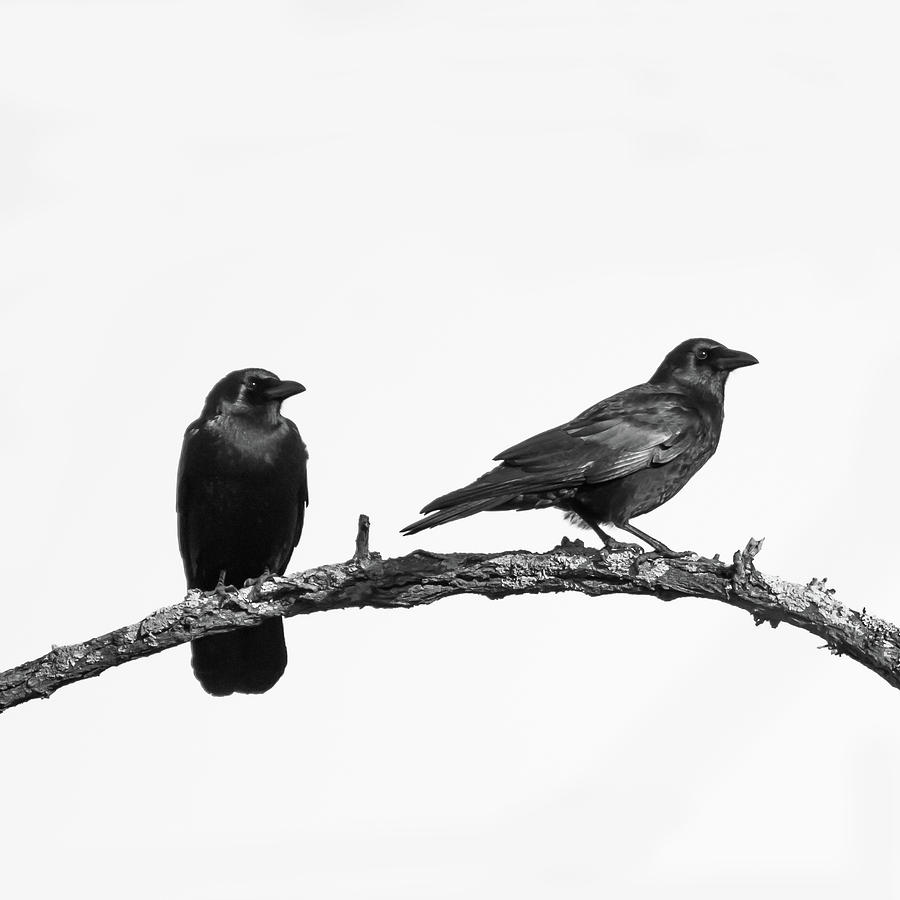 Looking Right Two Black Crows on White Square Photograph by Terry DeLuco