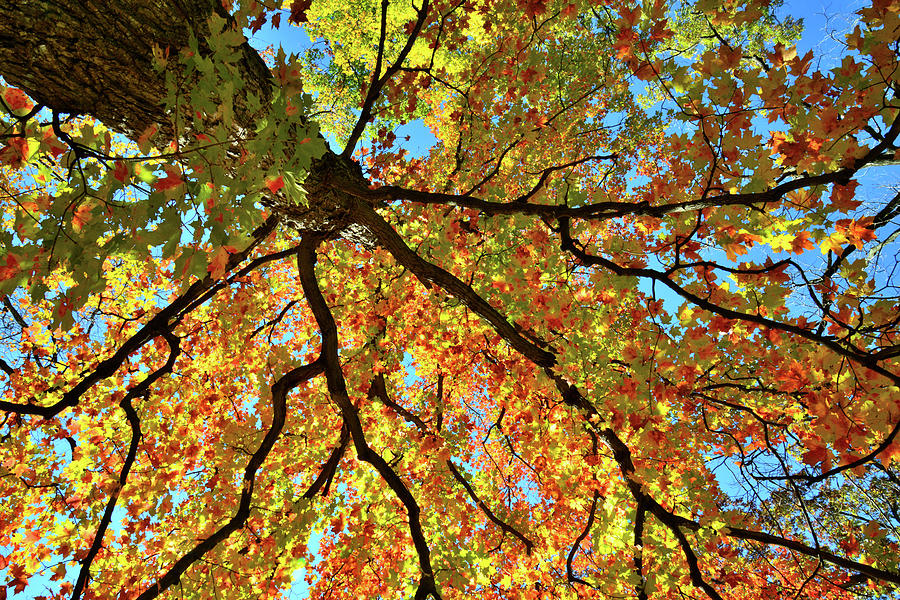Looking Skyward at Cook County Fall Colors Photograph by Ray Mathis