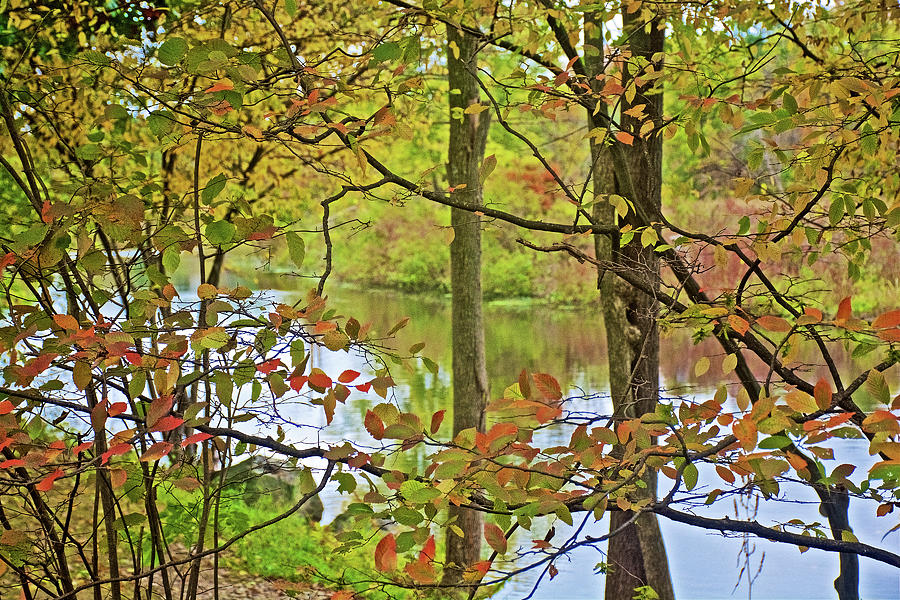 Looking through Leaves at Rogue River from Rogue River Boardwalk in Rockford, Michigan  Photograph by Ruth Hager