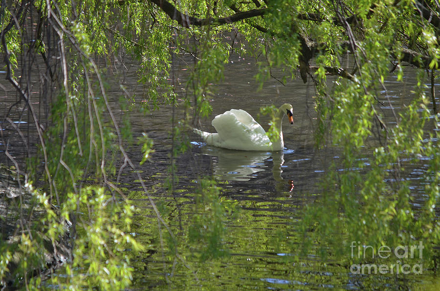 Looking Through the Willows with a Swimming Swan Photograph by DejaVu Designs
