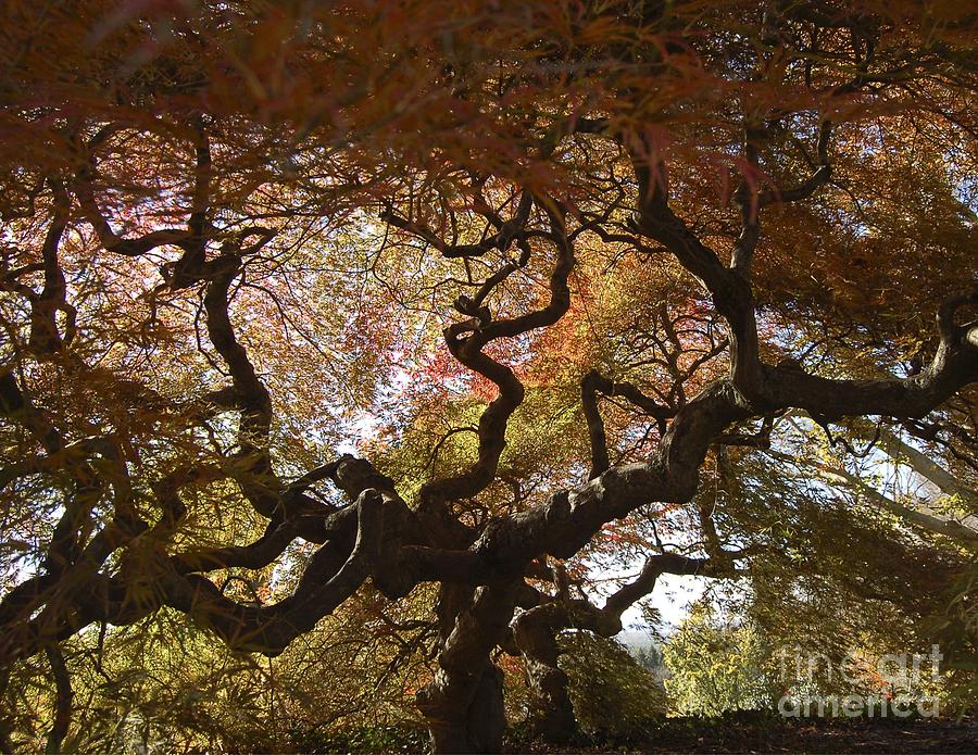Looking Thru A Japanese Maple Painting
