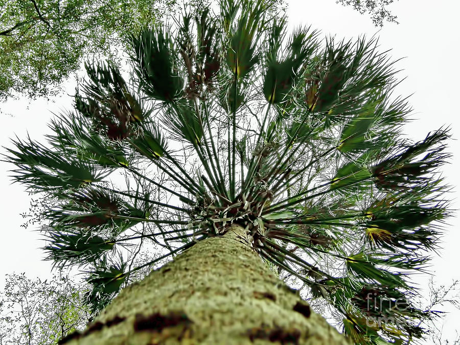 Looking Up A Cabbage Palm Photograph by D Hackett