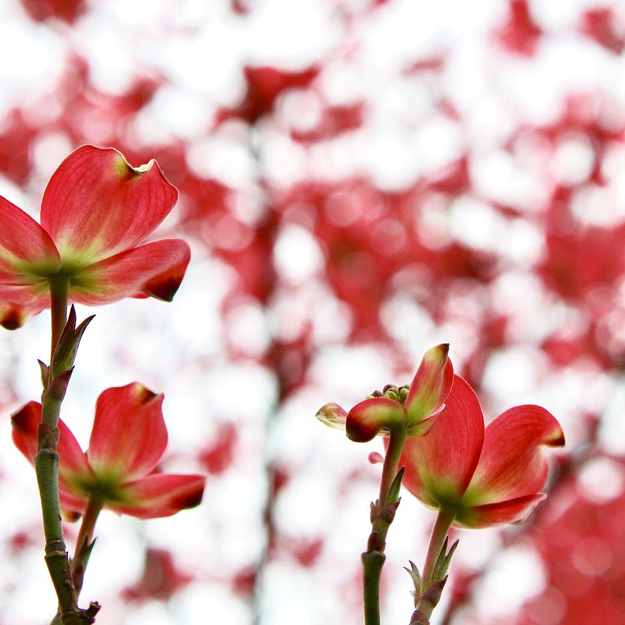 Looking Up a Red Dogwood Tree in Bloom Photograph by M E