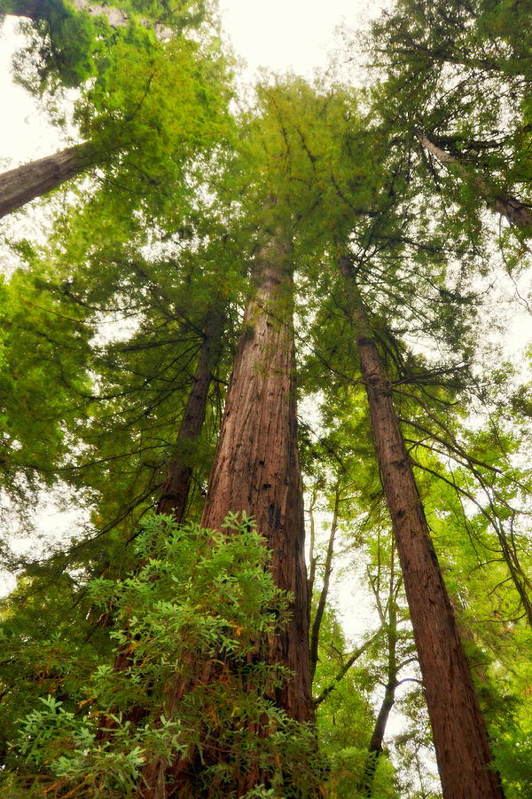 Looking Up among the Armstrong Redwoods Photograph by Carla Parris