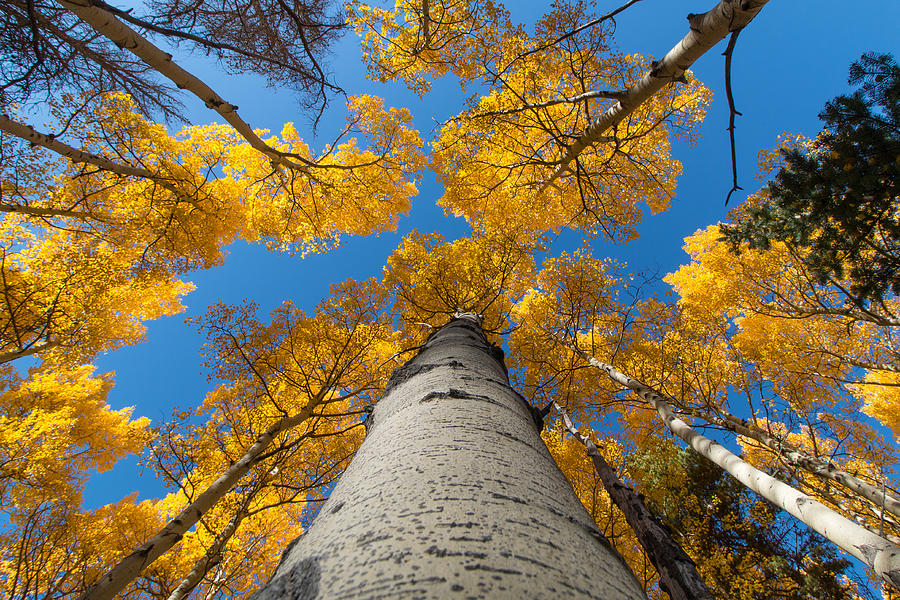 Looking Up an Aspen Tree to Find the Gold Photograph by Tony Hake