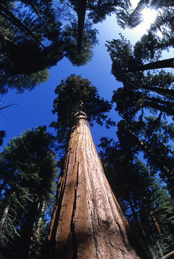 Sequoia Photograph - Looking Up At A Giant Sequoia Tree by Bill Hatcher Sequoia Photograph - Looking Up At A Giant Sequoia Tree by Bill Hatcher
