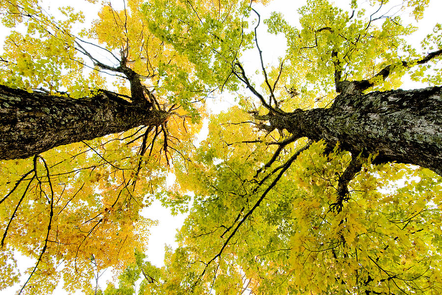 Looking up at Fall Photograph by Greg Fortier