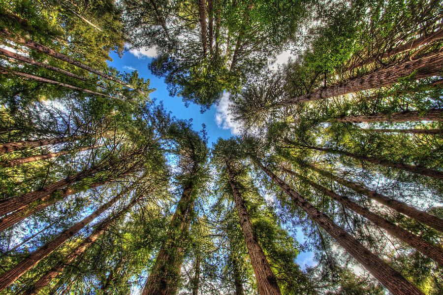 Looking Up at Muir Woods Forest Redwood Trees Photograph by Jennifer Rondinelli Reilly - Fine Art Photography