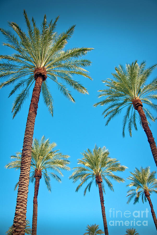 Looking Up at Palm Trees Photograph by David Zanzinger
