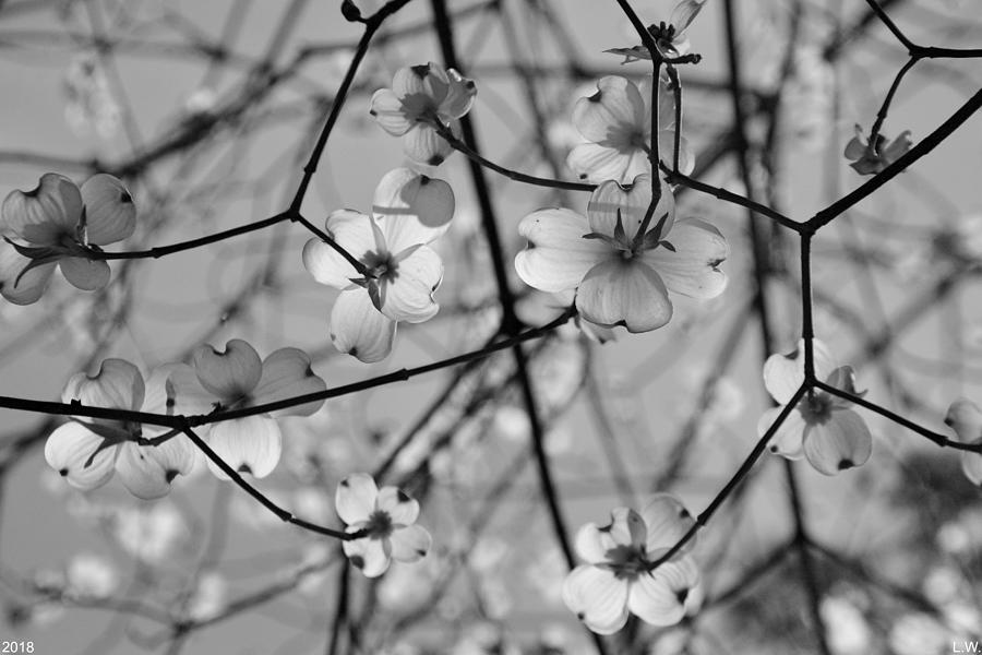 Looking Up At Spring Black And White Photograph by Lisa Wooten