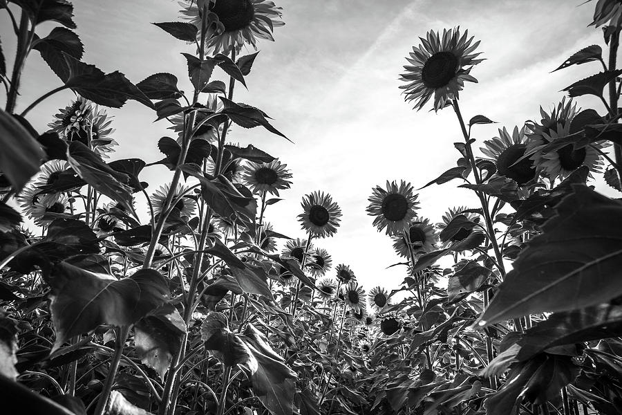 Looking Up at Sunflowers in Black and White Photograph by Anthony Doudt