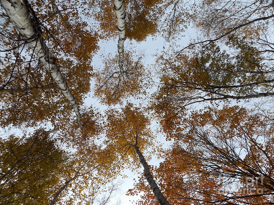 Looking up at the Birches Photograph by Erick Schmidt