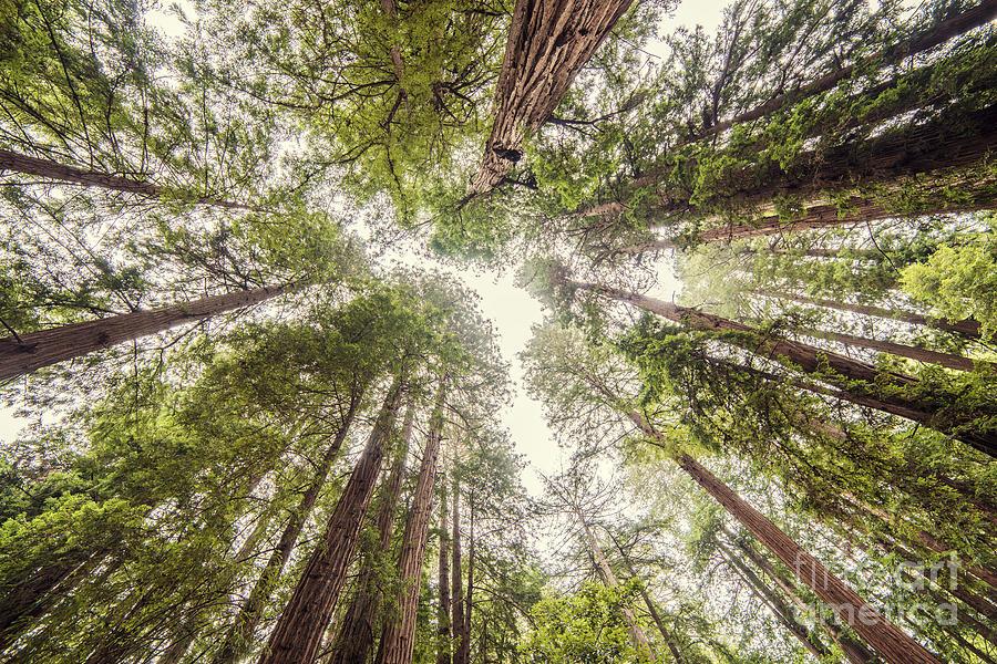 Looking up at the Redwood Canopy - Founders Grove Muir Woods National Monument - Marin County  Photograph by Silvio Ligutti