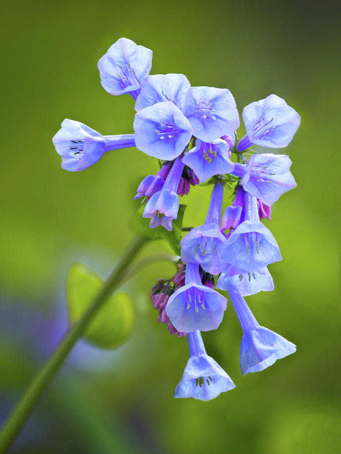 Looking up at Virginia Bluebells  Photograph by Carolyn Derstine