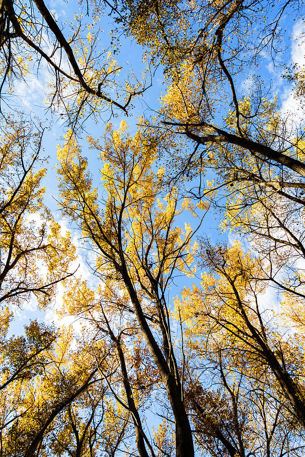Fall Photograph - Looking Up by Bill Kesler