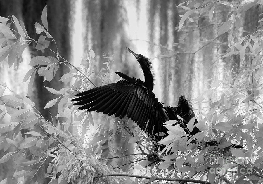 Black And White Photograph - Looking Up, Black and White by Liesl Walsh