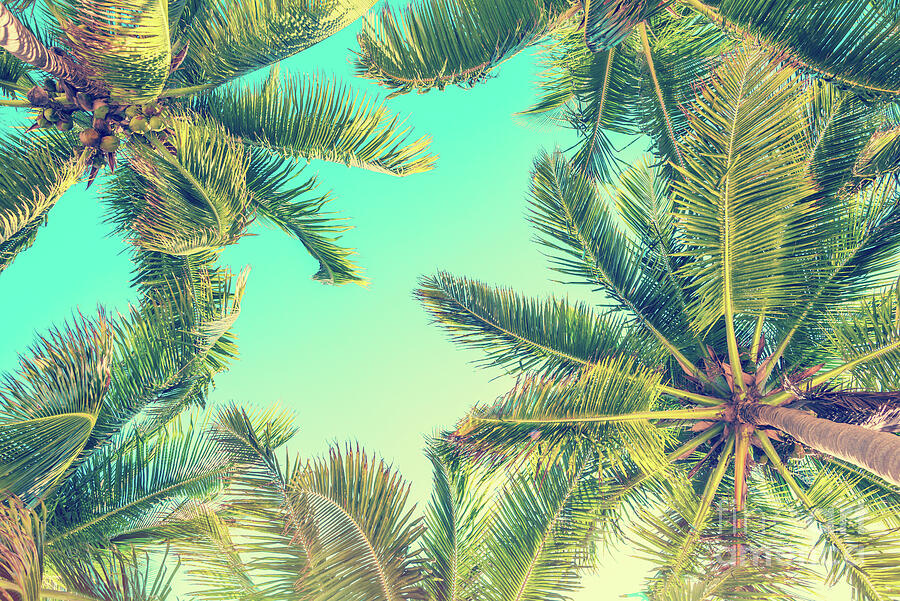 Looking up at palm trees, tropical summer vintage vibes Photograph by Delphimages Photo Creations