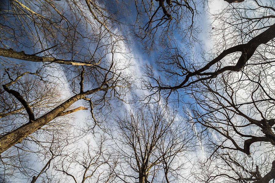 Looking up from a wooded trail Photograph by George Kenhan
