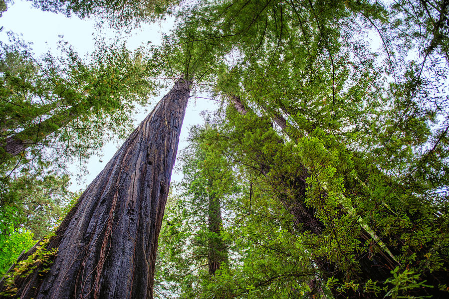 Looking Up - Humbolt Redwoods State Park - California Photograph by Bruce Friedman