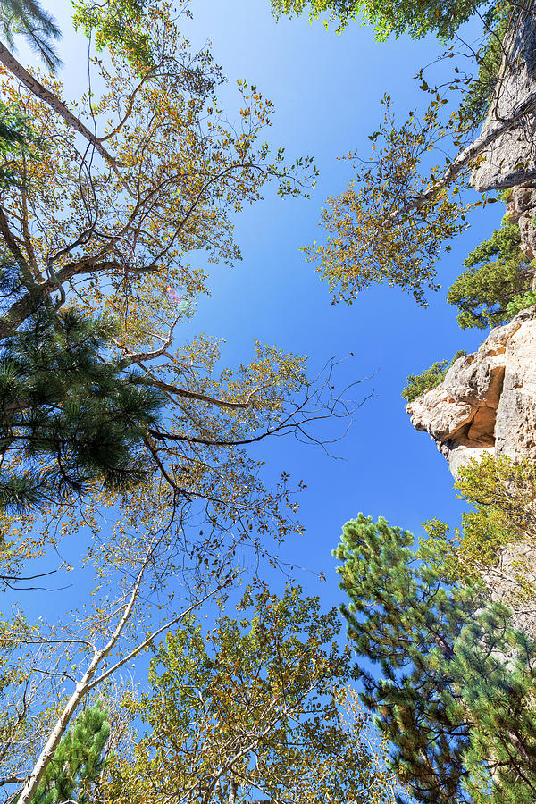 Looking up in South Piney Canyon Photograph by Jess Kraft