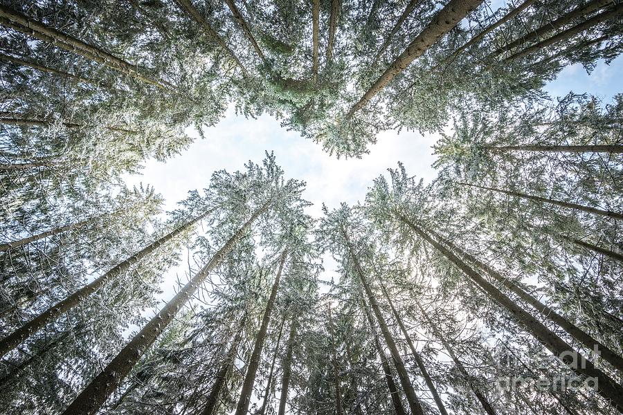 Looking Up In The Forest Photograph by Hannes Cmarits