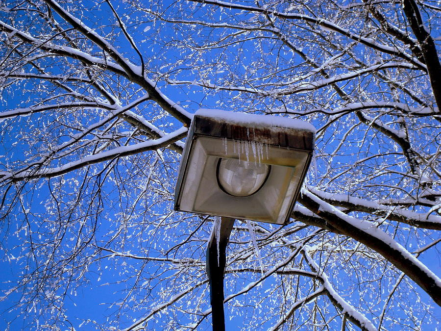 Winter Photograph - Looking Up in the Snow by Arlane Crump