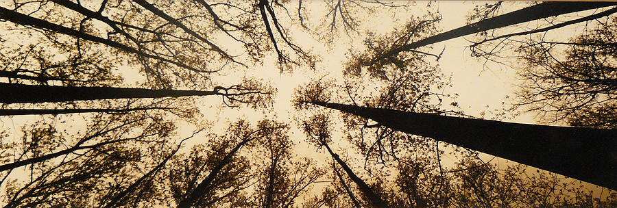 Tree Photograph - Looking Up by Jack Paolini