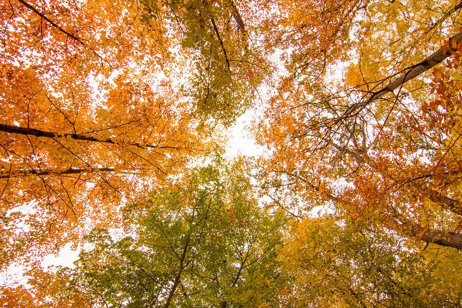 Looking Up Photograph by Jason Holden - Fine Art America