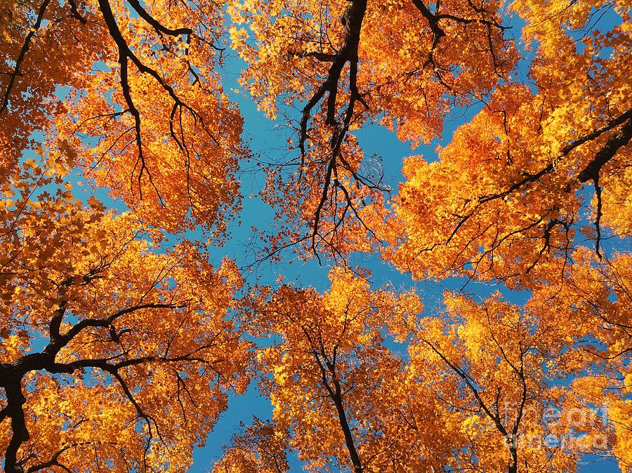Looking Up by Kristen Kopp Looking Up by Kristen Kopp