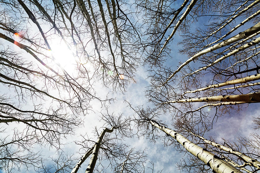 Looking Up On Tall Birch Trees Photograph