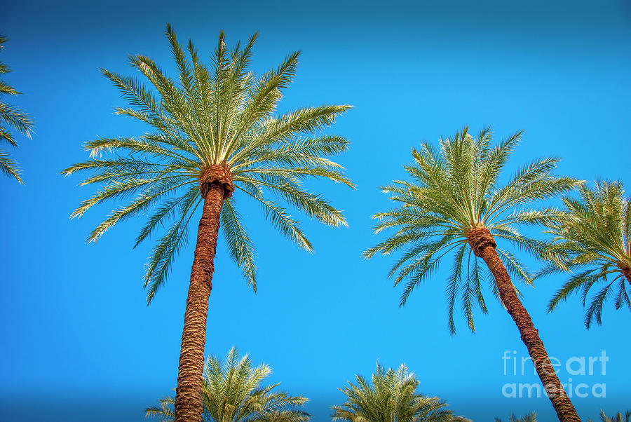 Looking Up Palm Trees and Sky  Photograph by David Zanzinger