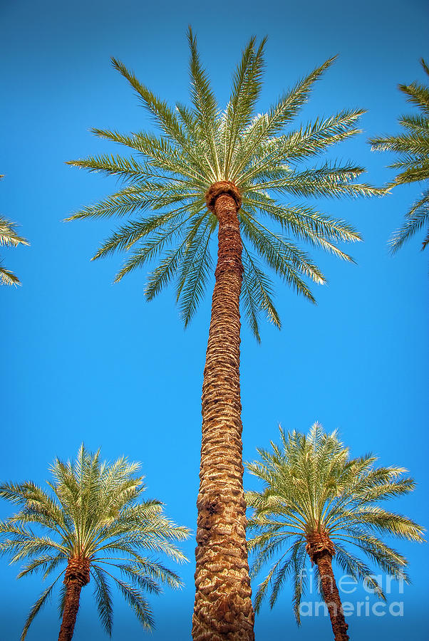 Looking Up Palm Trees and Sky Vertical Photograph by David Zanzinger