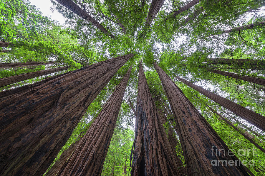 Looking Up Redwood Trees Photograph