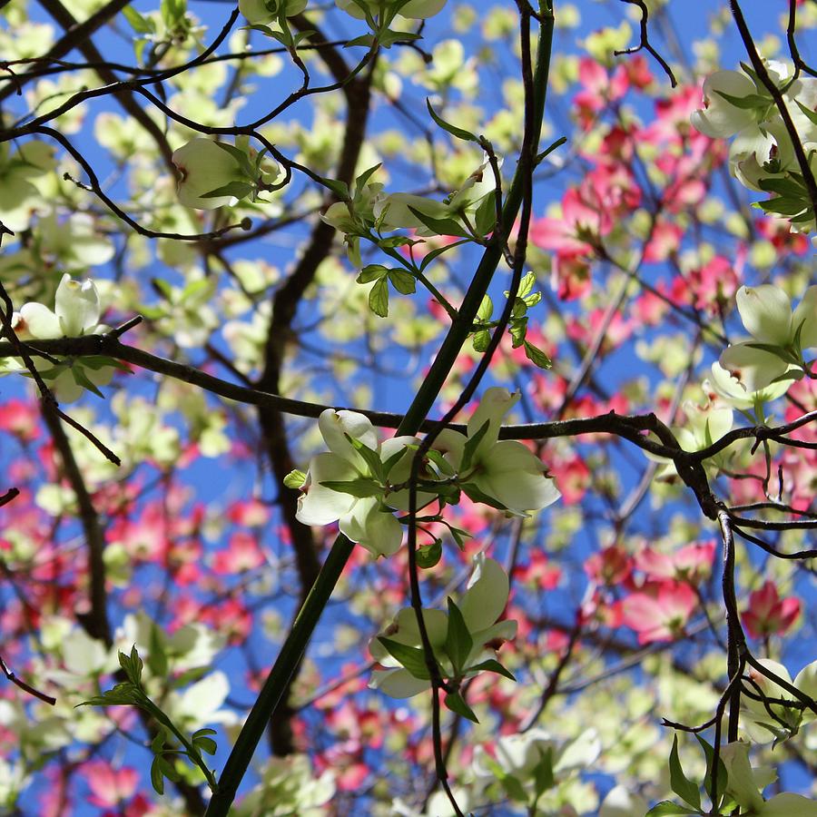 Looking Up The Dogwoods Photograph by M E