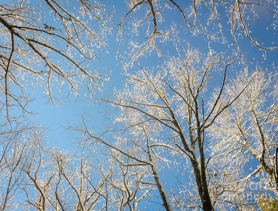 Looking up the sky above snowy trees Photograph by Claudia M Photography