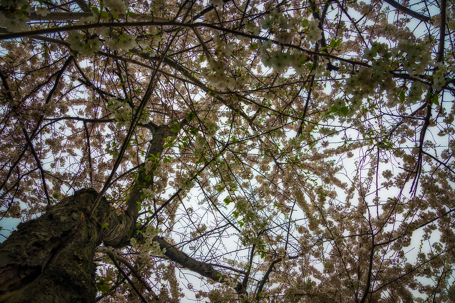 Looking up through the Cherry Blossoms Photograph by Chris Bordeleau
