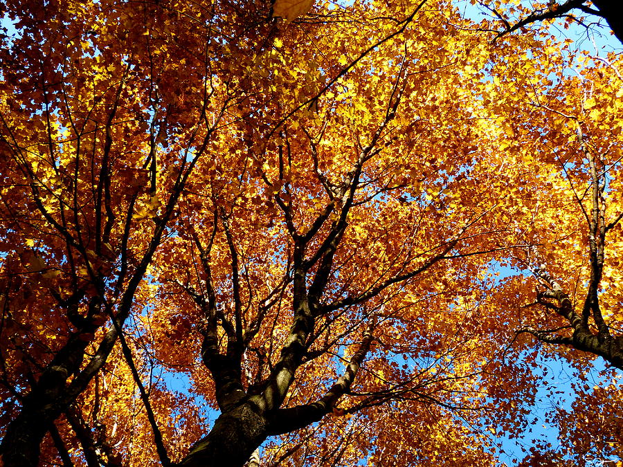 Looking up to Fall Photograph by Abstract Angel Artist Stephen K - Fine ...