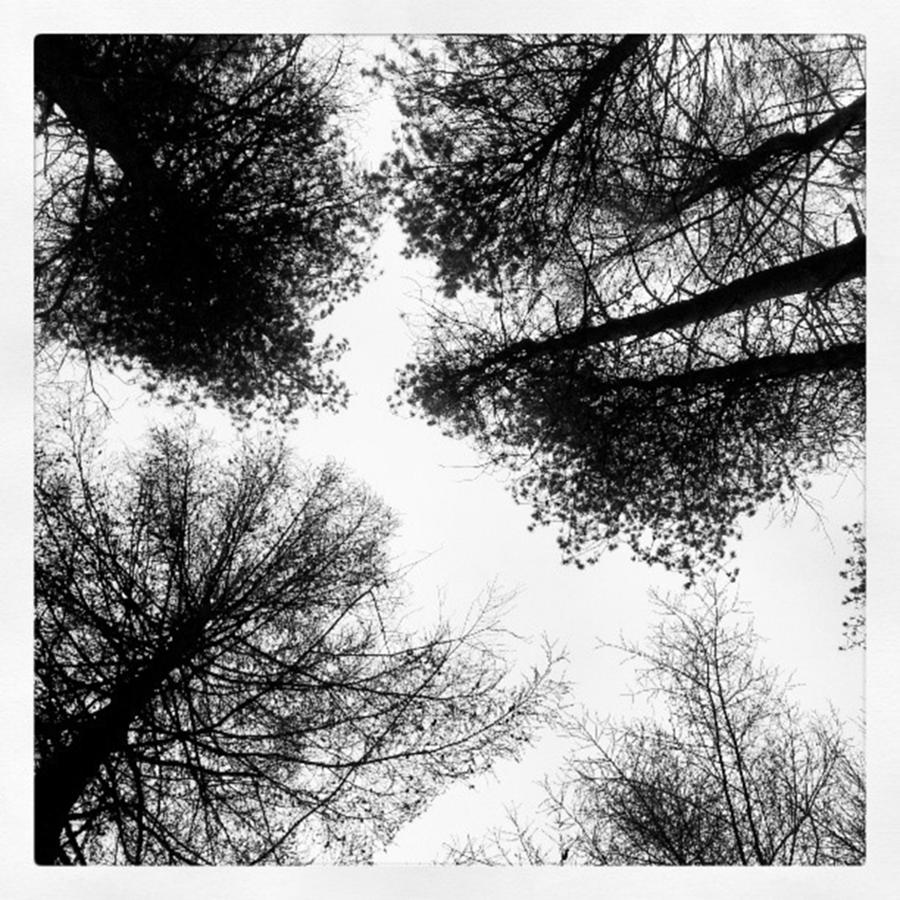 Tree Photograph - Looking Up!! #trees #igukers #instagood by Jennie Davies
