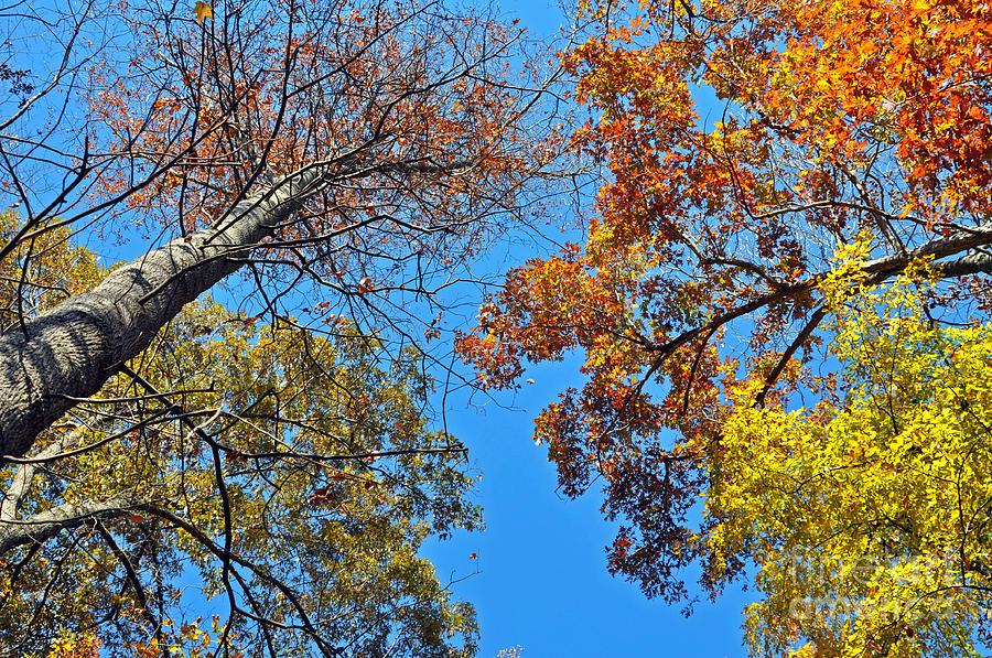 Looking Upward at Autumns Trees  Photograph by Lydia Holly