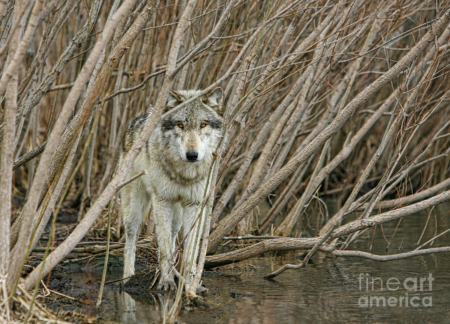 Wolves Photograph - Looking Wild 2 by Shari Jardina