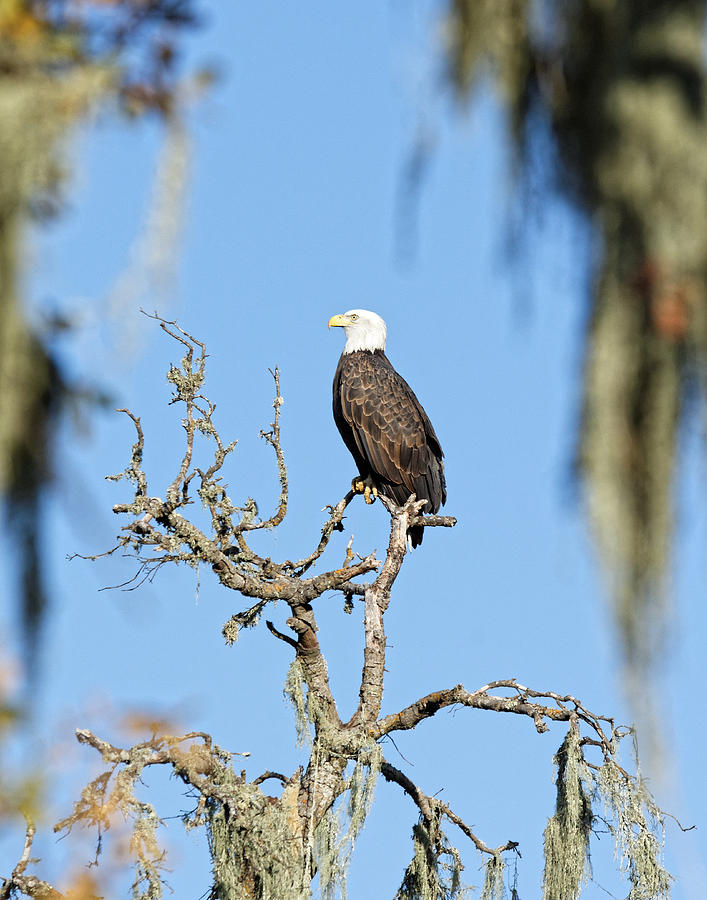 Lookout -- Bald Eagle in Atascadero, California Photograph by Darin Volpe
