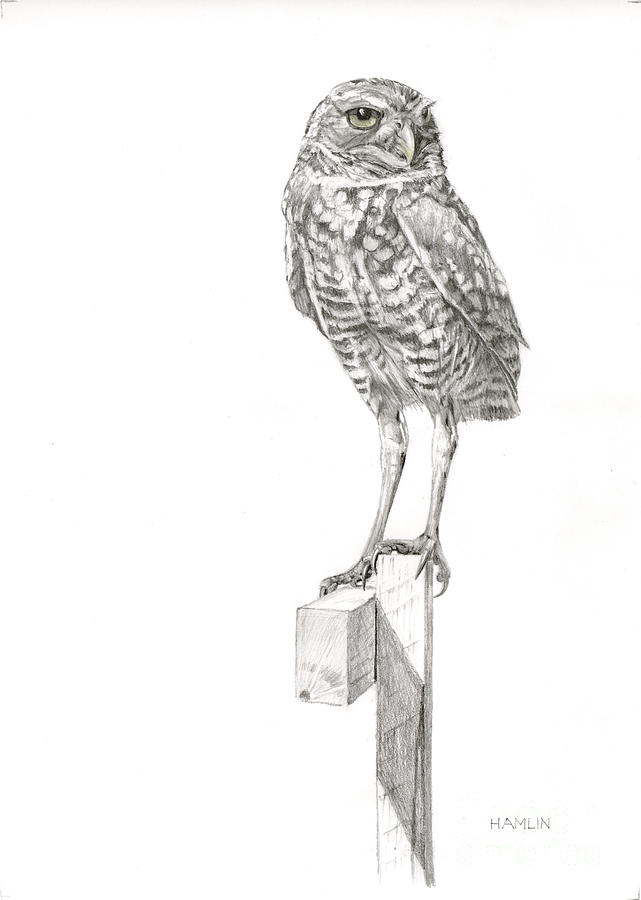 Lookout - Burrowing Owl Drawing by Steve Hamlin