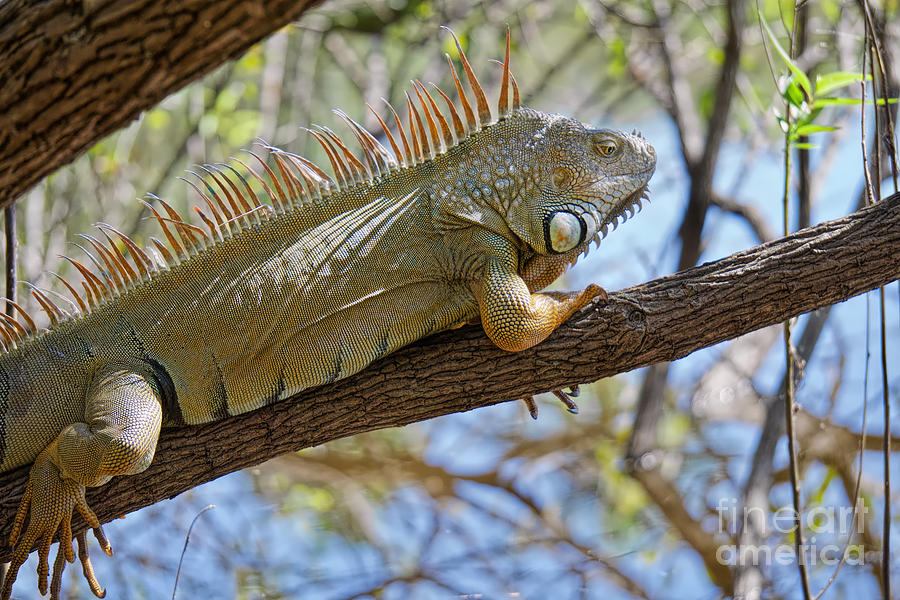 Lookout Iguana Photograph by Judy Kay