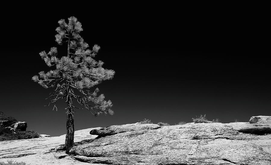 Lookout Pine Photograph by Bethany Dhunjisha