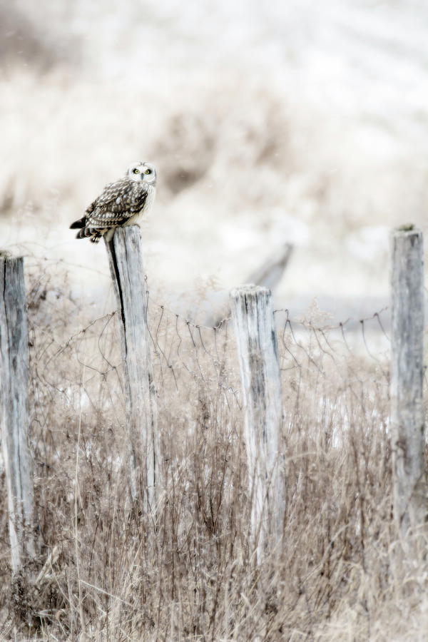 Lookout Short Eared Owl  Photograph by Tracy Winter