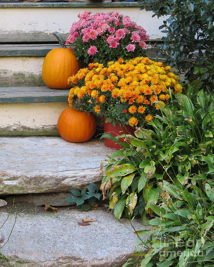Looks Like Autumn Photograph by Lili Feinstein